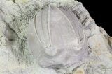 Multiple Blastoid (Pentremites) Plate - Illinois #68961-1